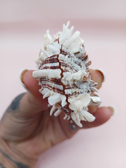 Natural Spondylus Shell – 2.1" x 1.7" – Spiny Display Shell
