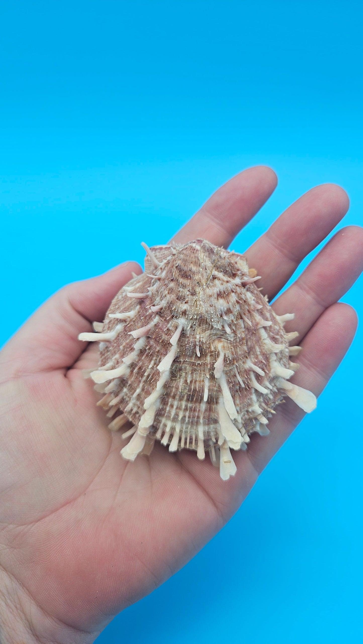 Spiny Spondylus Display Shell Pair 3" – Natural Coastal Décor with Texture