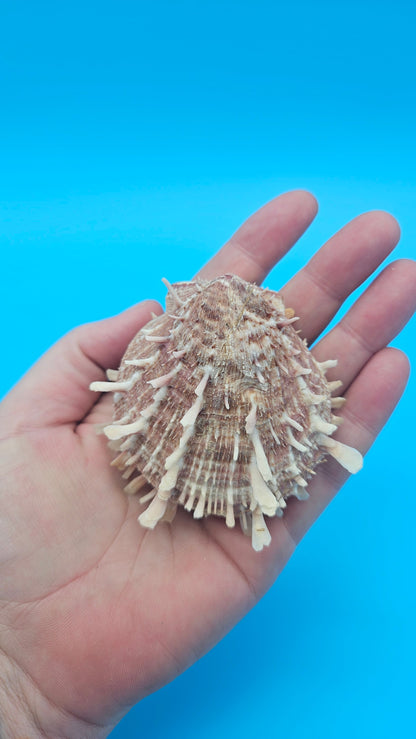 Spiny Spondylus Display Shell Pair 3" – Natural Coastal Décor with Texture