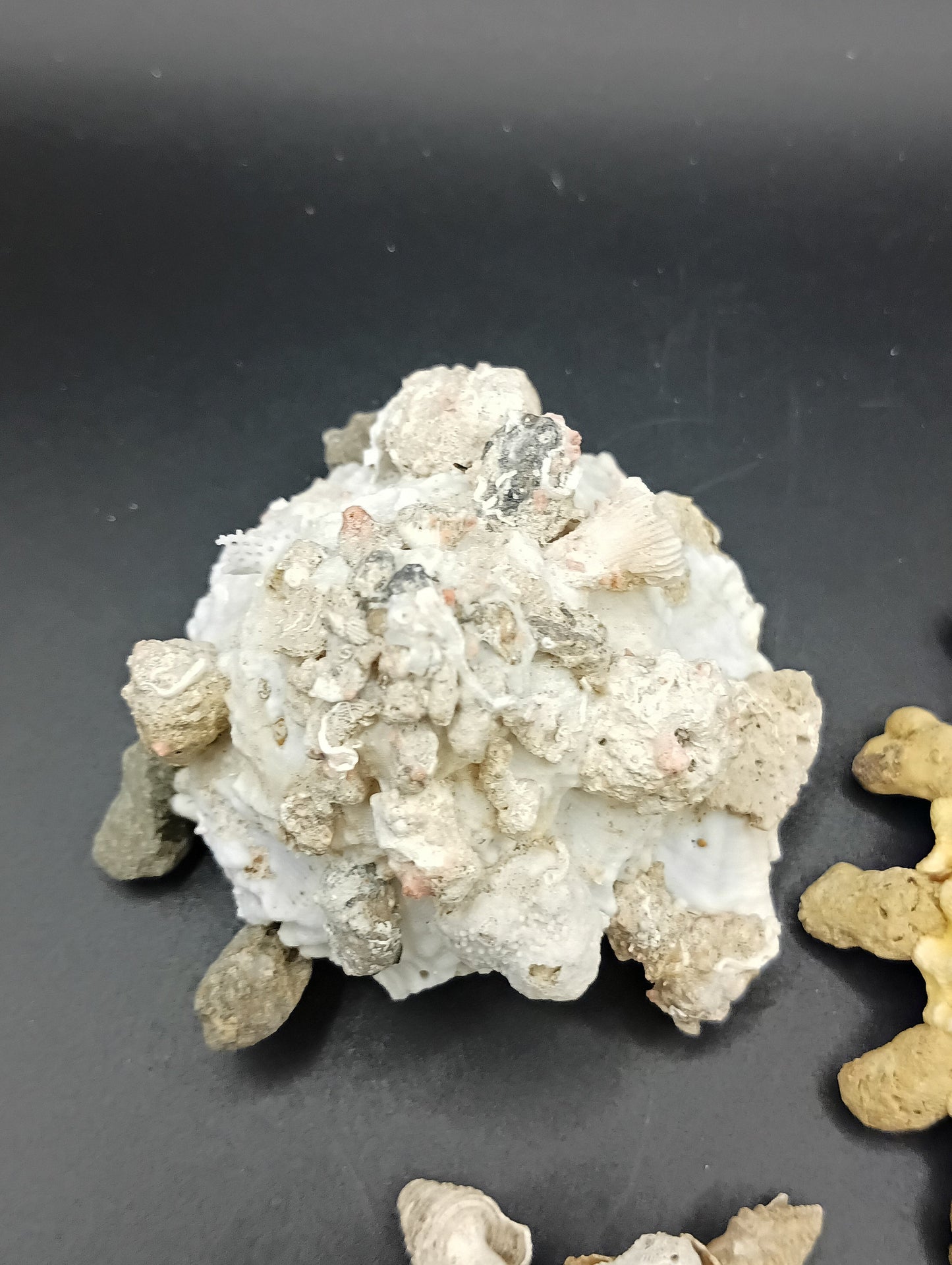 Carrier Shell (Xenophora)