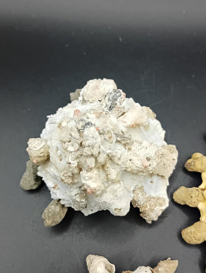 Carrier Shell (Xenophora)