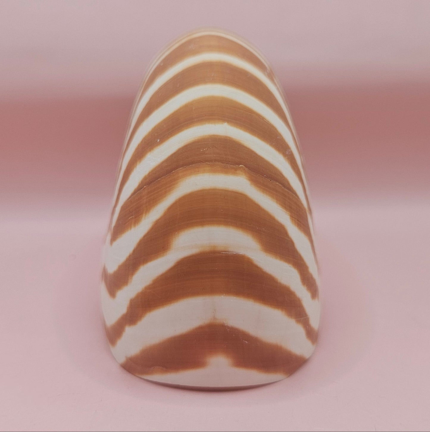 Tiger Nautilus Shell – Striking Natural Ocean Decor 4"
