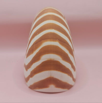 Tiger Nautilus Shell – Striking Natural Ocean Decor 4"