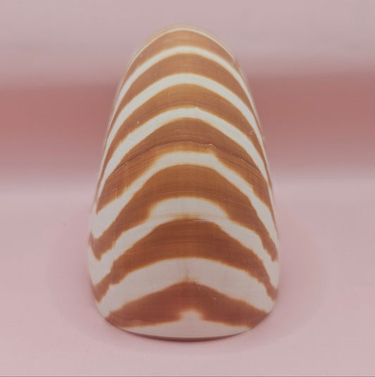 Tiger Nautilus Shell – Striking Natural Ocean Decor 4"