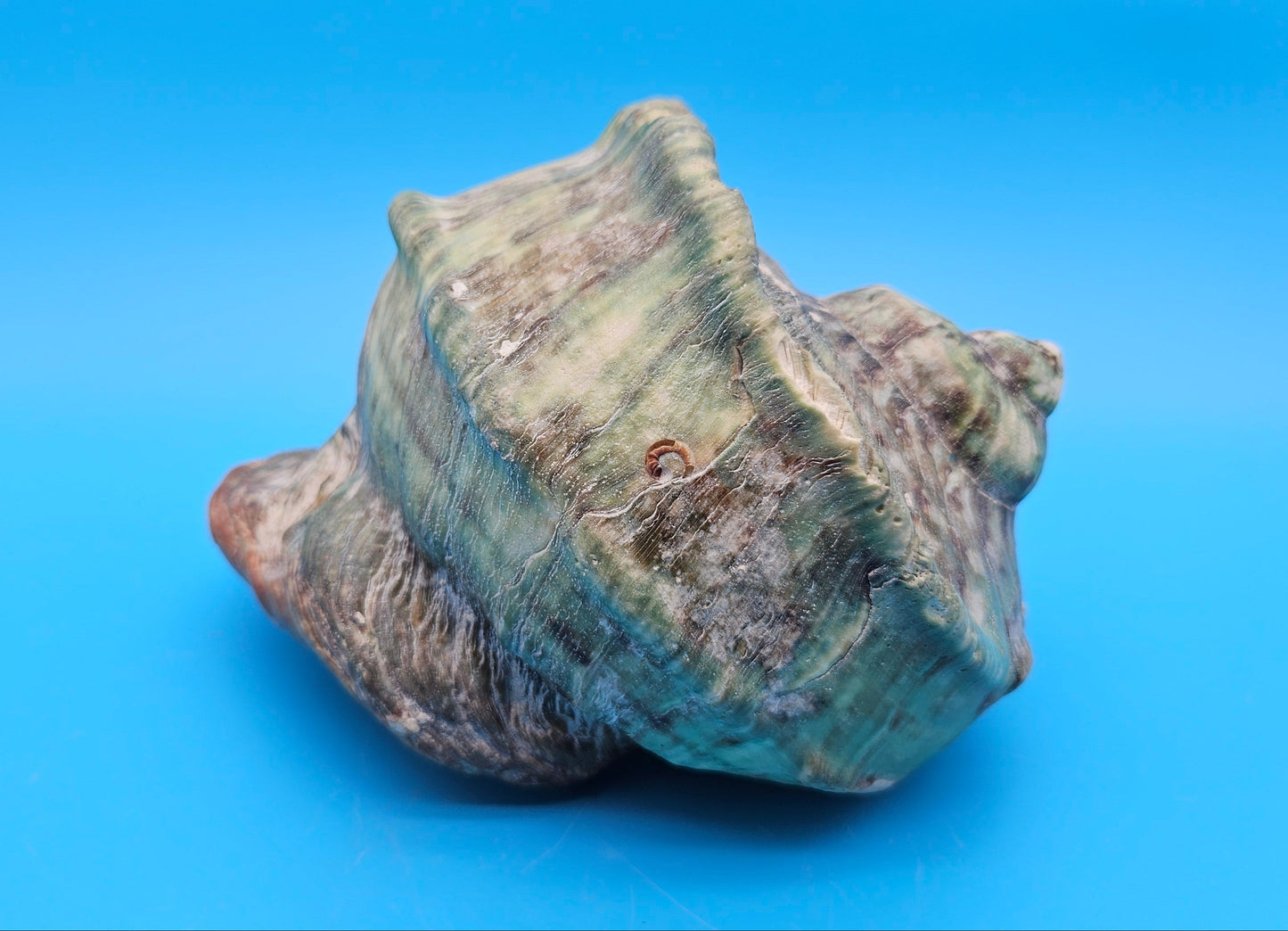 Giant Green Marmoratus Turban Shell – 6.4x6.2x4 Coastal Display