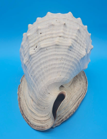 Large Queen Helmet Display Shell - Premium Coastal Home Decor Specimen 11.5" (Cassis Madagascariensis)