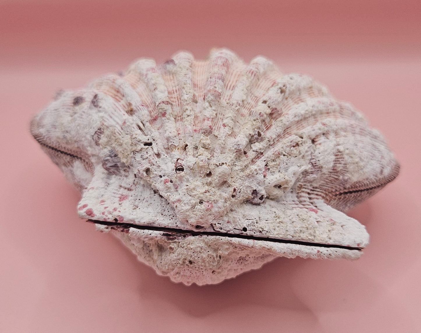 Large Lions Paw Shell Pair 5.75" Coastal Decor Display Shell