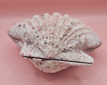 Large Lions Paw Shell Pair 5.75" Coastal Decor Display Shell