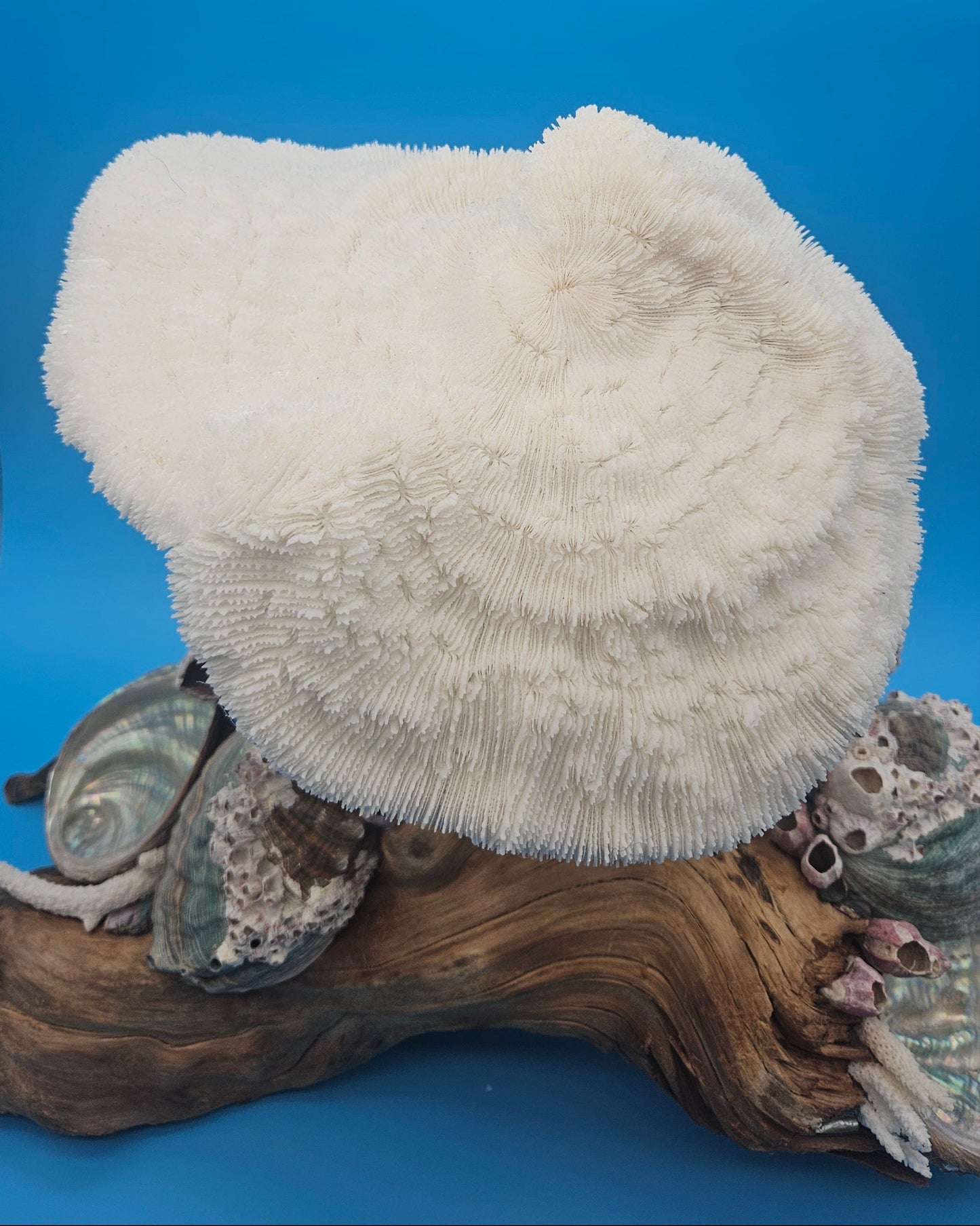 Coral, Abalone & Barnacle Sculpture on Grapevine Wood – 20" x 6.5" x 15.5"