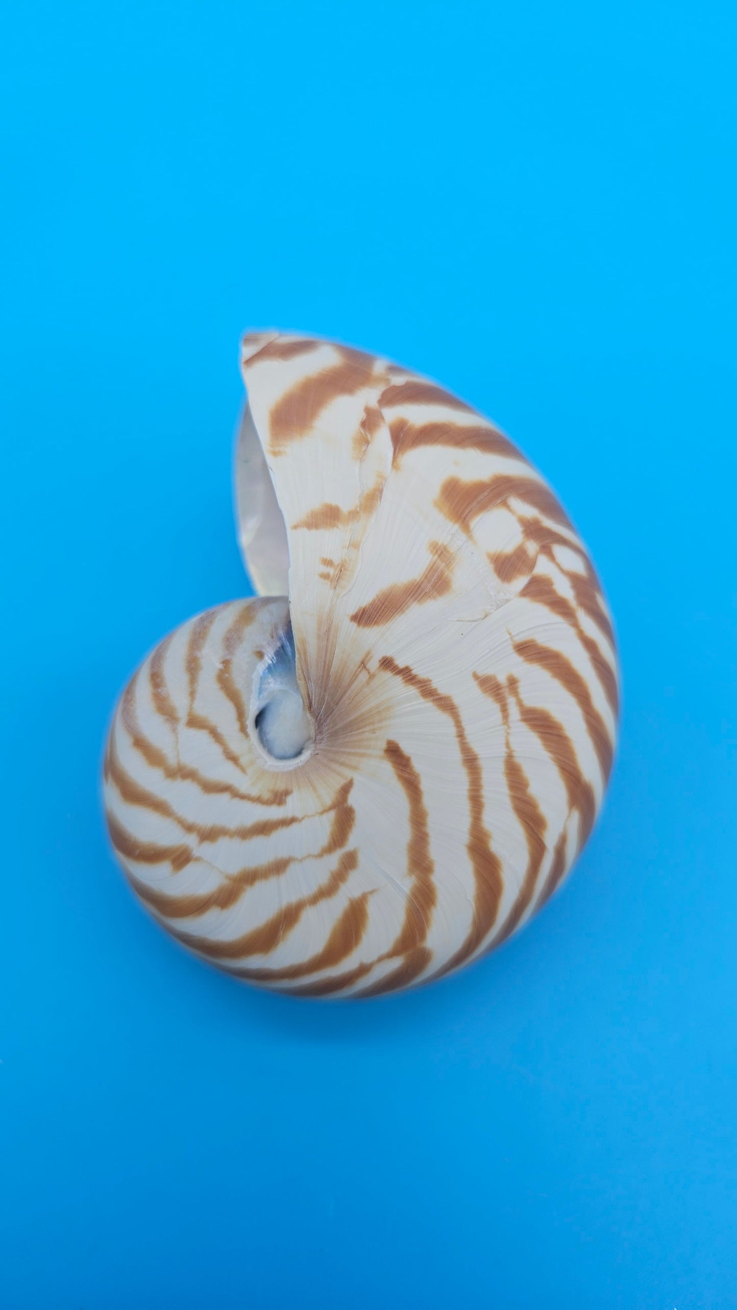 Chambered Tiger Nautilus Shell – Striking Natural Ocean Decor 3" (Nautilus pompilius)