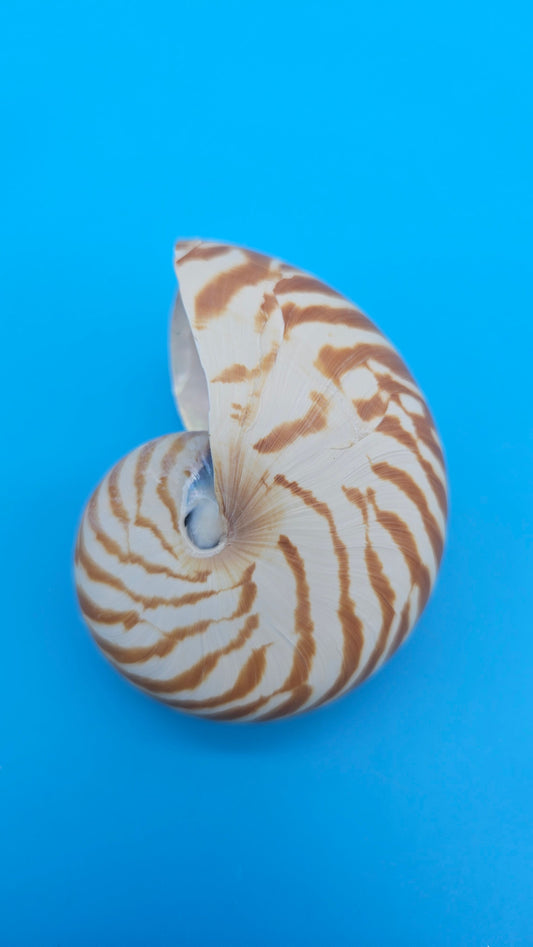 Chambered Tiger Nautilus Shell – Striking Natural Ocean Decor 3" (Nautilus pompilius)