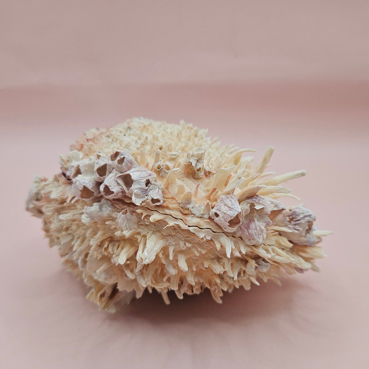 5" Spondylus Shell with Barnacles – Textured Coastal Display Spiny Oyster Shell