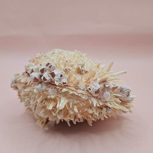 5" Spondylus Shell with Barnacles – Textured Coastal Display Spiny Oyster Shell