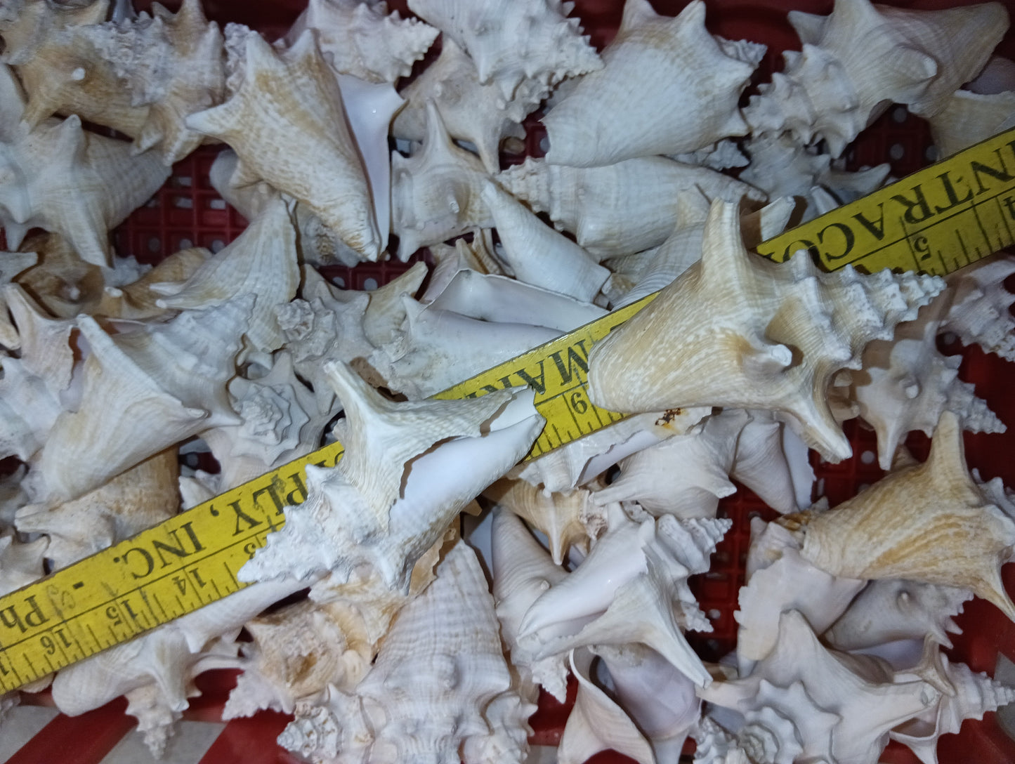 Non Pierced Juvenile Pink Queen Conch