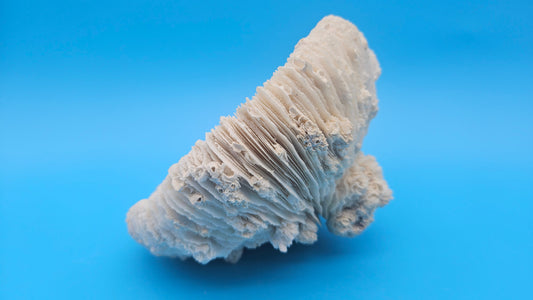 Vintage Mushroom Coral with Natural Growth – Ivory Coastal Specimen Decor 6.5" x 4"