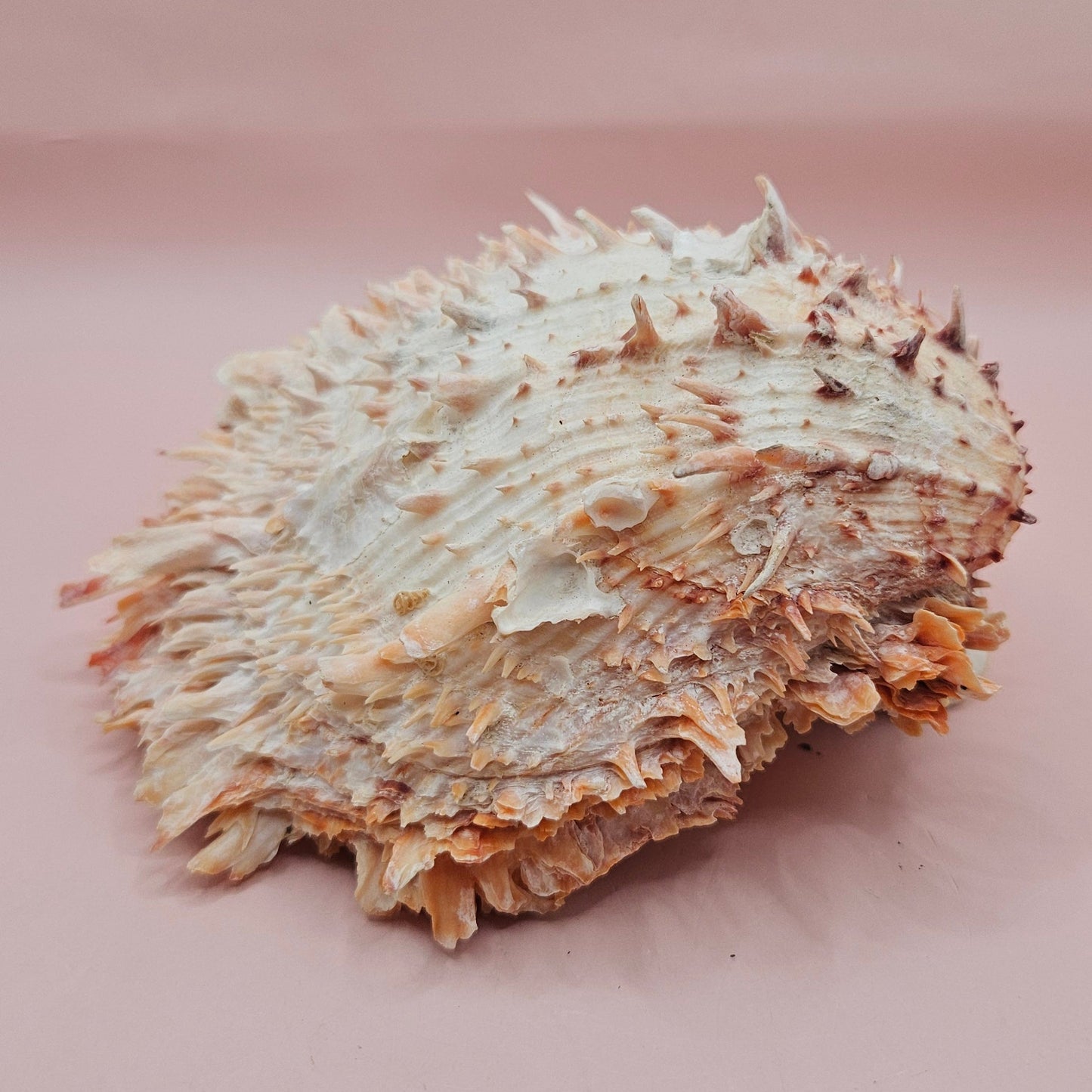 Large Hinged Spondylus Shell – 5.7" Coral-Tinged Ocean Display with Textured Spines Spiny Thorny Oyster