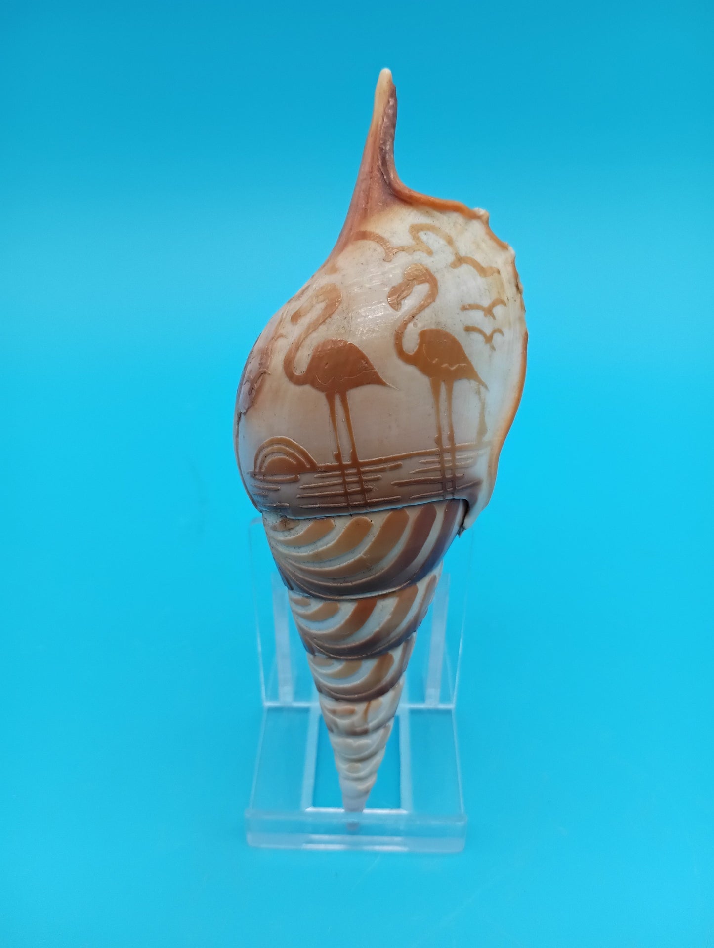 Carved Tibia Shell with Flamingo Scene – 4.8"