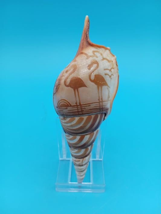 Carved Tibia Shell with Flamingo Scene – 4.8"