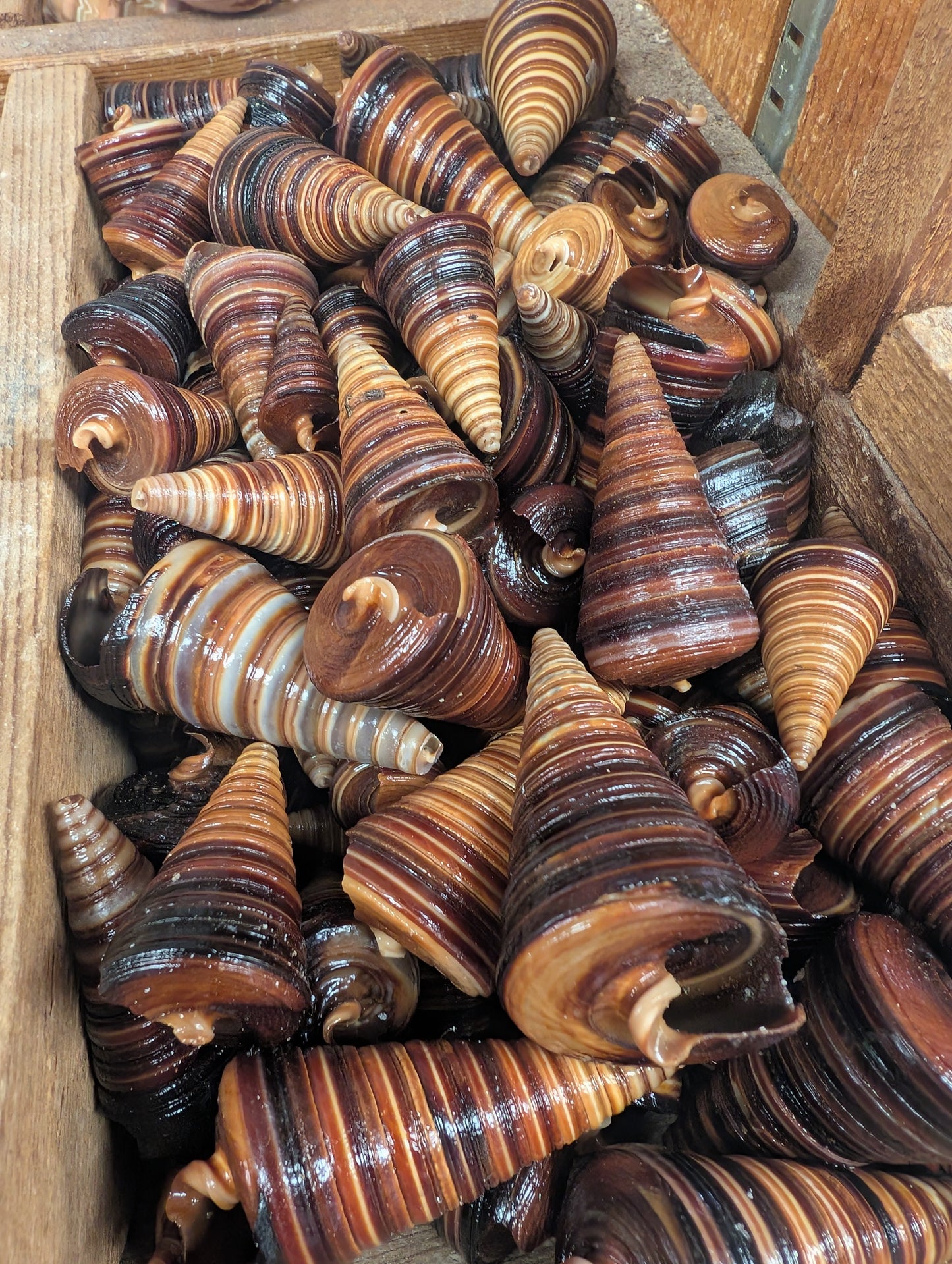 Telescopic Brown Cone Shell (Telescopium telescopium)