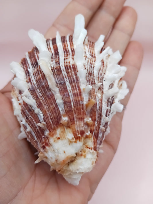 Natural Hinged Spondylus Shell – 2.8" x 2.2" – Spiny Display Shell