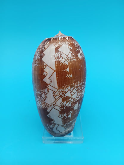 Tent Olive - Oliva Porphyria 3.7"