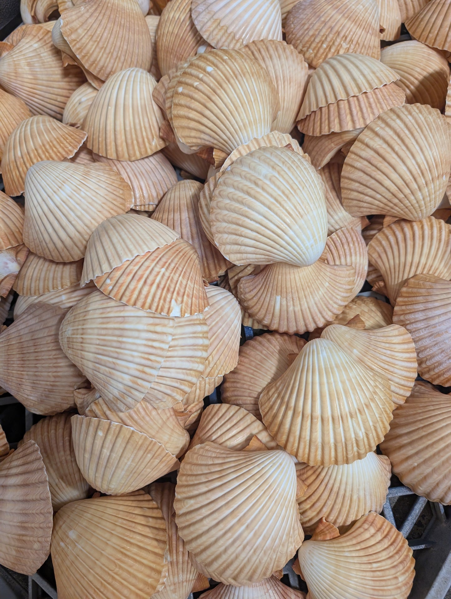 Edged Mexican Deep Cup Scallop Shells