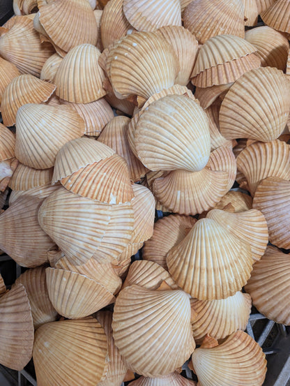 Edged Mexican Deep Cup Scallop Shells