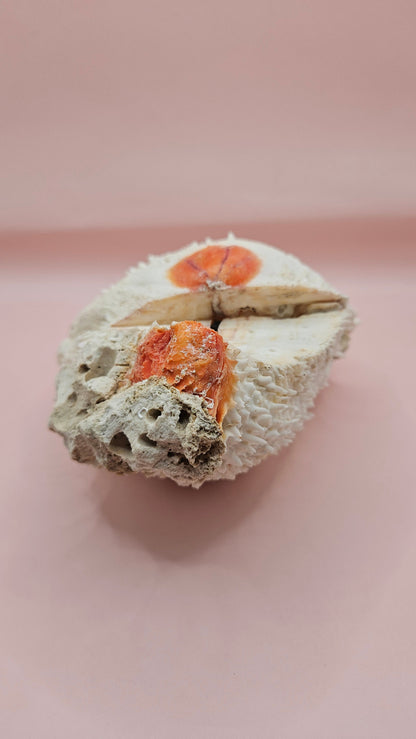 Large Spiny Spondylus Shell 8" Coastal Decor Display