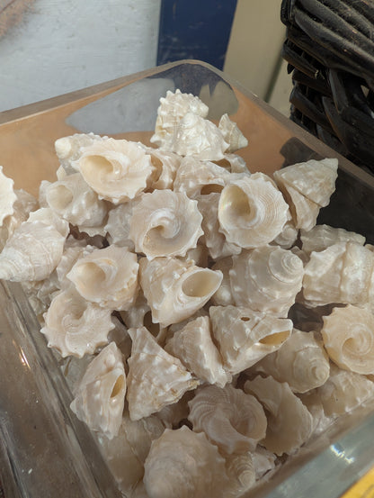 Pearl Trochus Rosemouth Star - Astralium rhodostomum