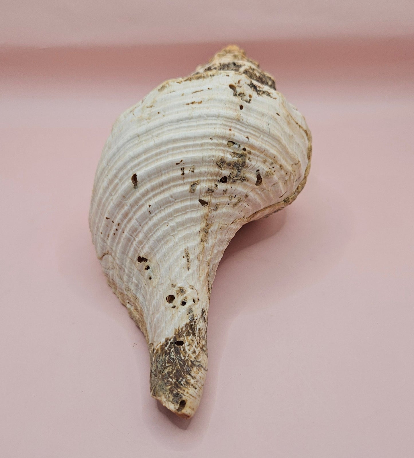 Large Horse Conch Shell – 10" Natural Coastal Display Shell