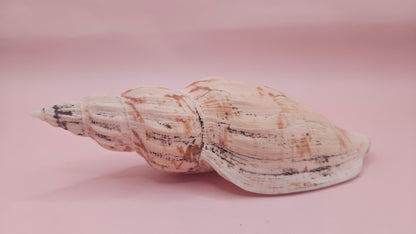 Fulgoraria Pervostiana angulosa Shell – 5.7" Natural Display Shell with Earthy Tones