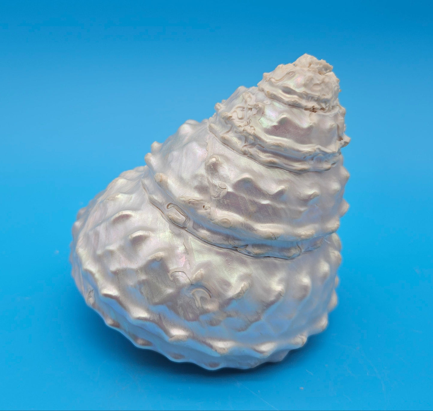 Pearled Astraea undosa Shell 4.6" Iridescent Swirl Display with Natural Texture