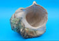Giant Green Marmoratus Turban Shell – 6.4x6.2x4 Coastal Display