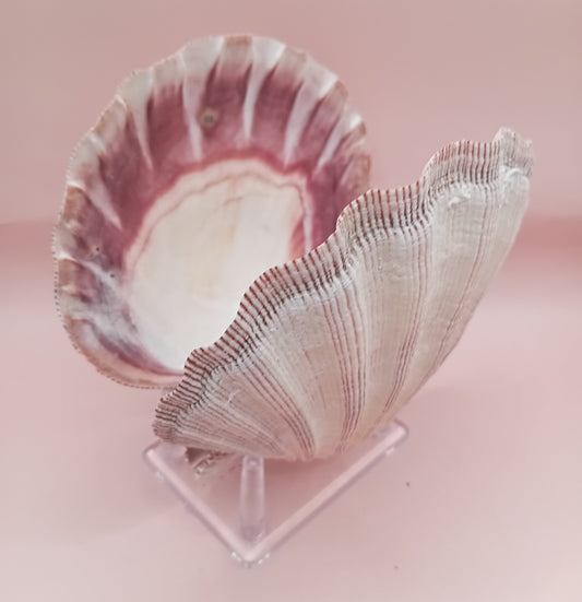 Natural Lion's Paw Seashell Pair – 5.0" x 5.2" – Coastal Display Accent