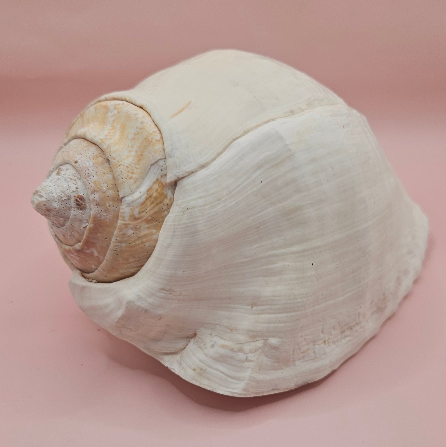 Titanostrombus Galeatus Eastern Pacific Conch – Large White Display Shell 7.75"