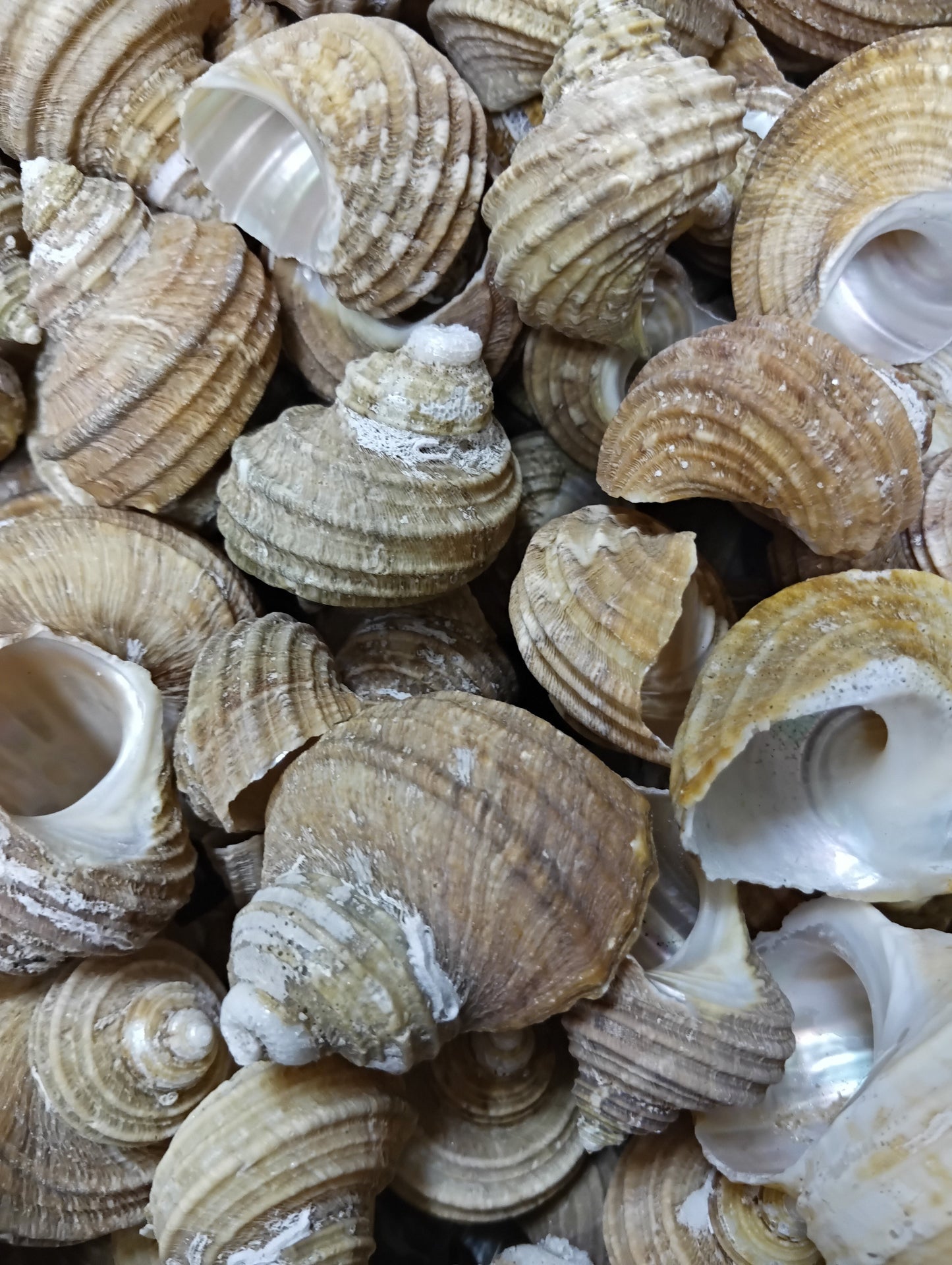 Natural Ribbed Turbo Shell