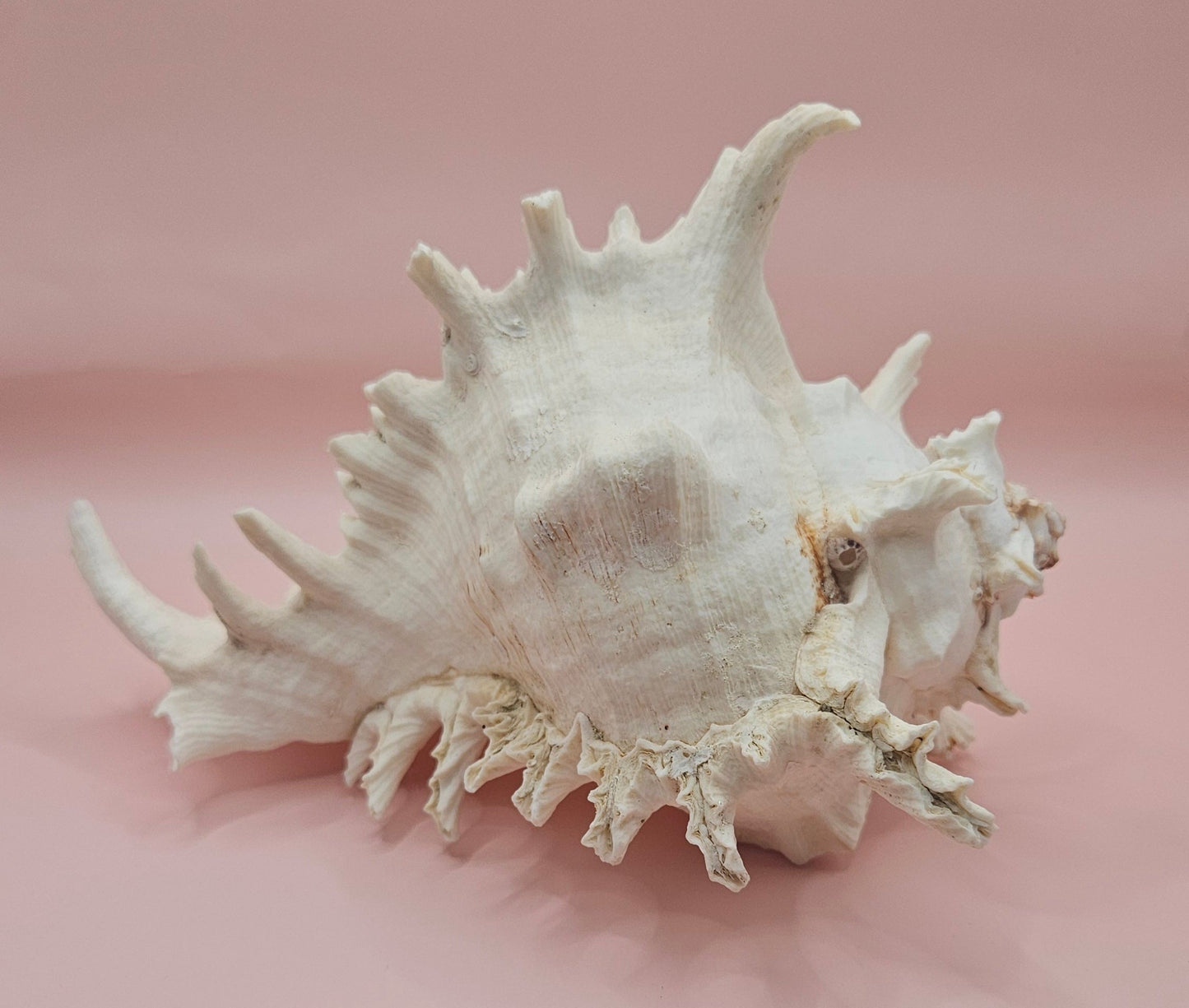 Murex Ramosus Conch – Large Spiny Seashell for Coastal & Nautical Decor (8.5" x 6.5")