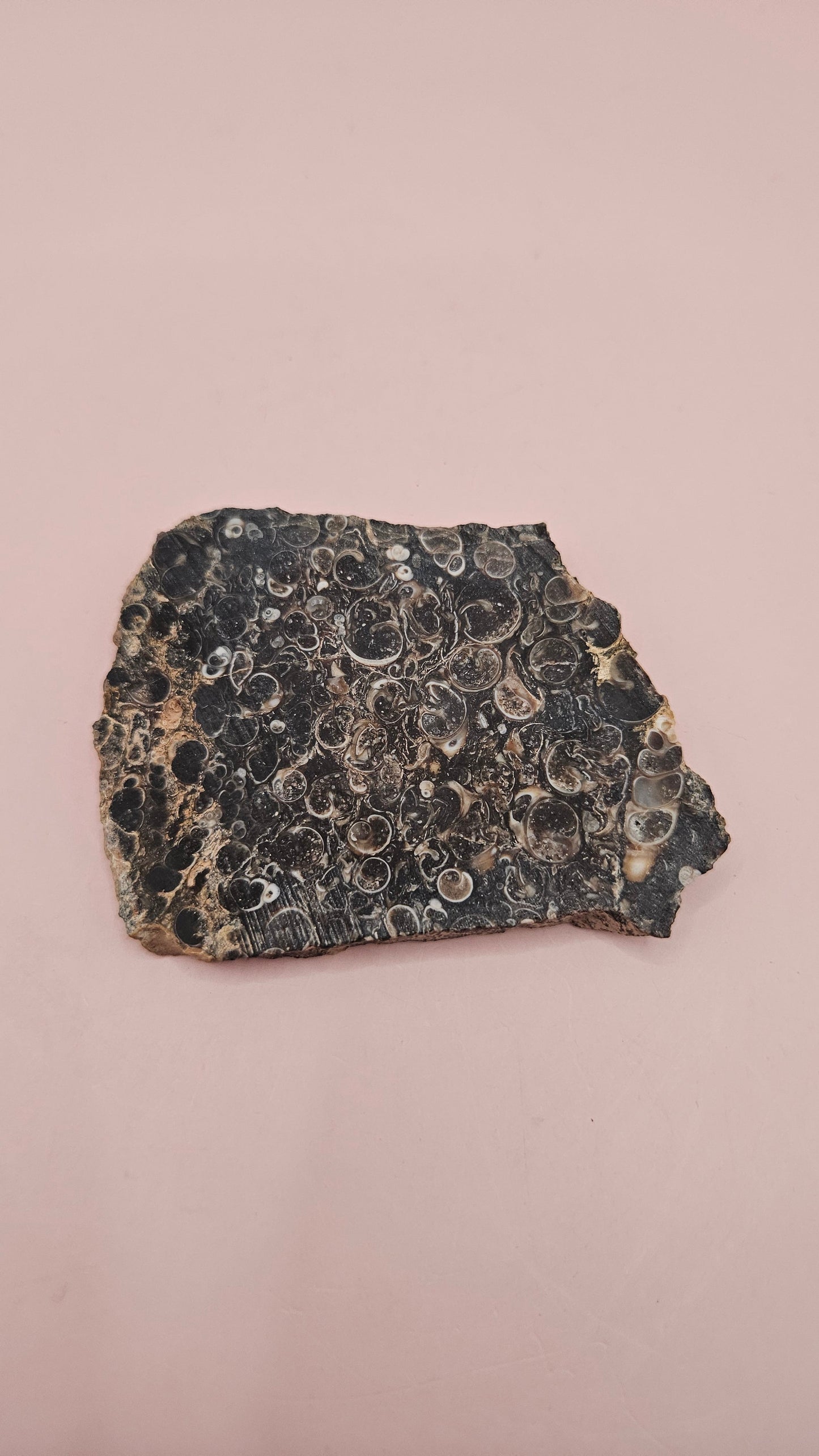 Turritella Agate Slab – Fossilized Snail Shells in Polished Chalcedony – 60g from Wyoming