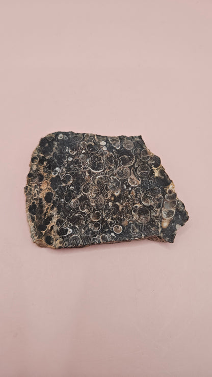 Turritella Agate Slab – Fossilized Snail Shells in Polished Chalcedony – 60g from Wyoming