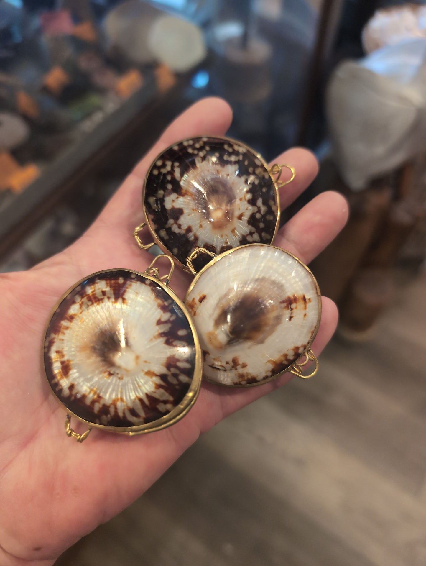 Polished Owl Limpet Coin Purse