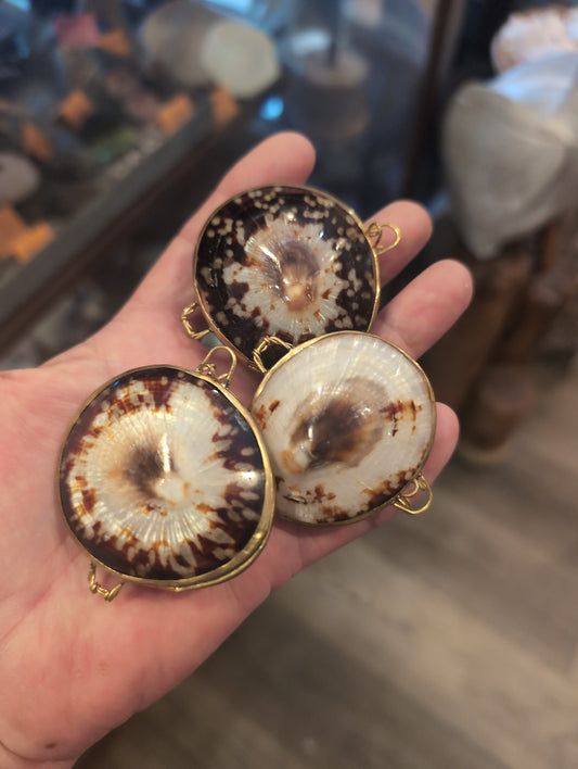 Polished Owl Limpet Coin Purse