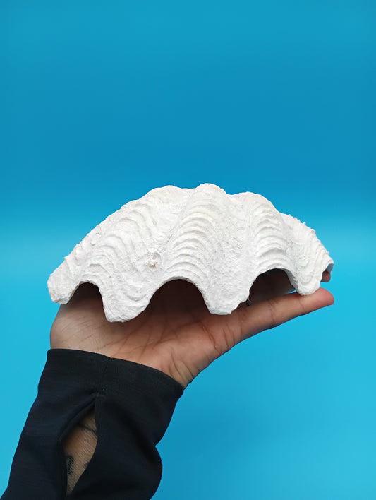 Derasa Clam Shell – Tridacna derasa, 7"