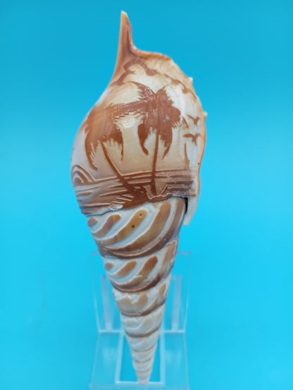 Carved Tibia Shell with Palm Tree Scene – 5.3"