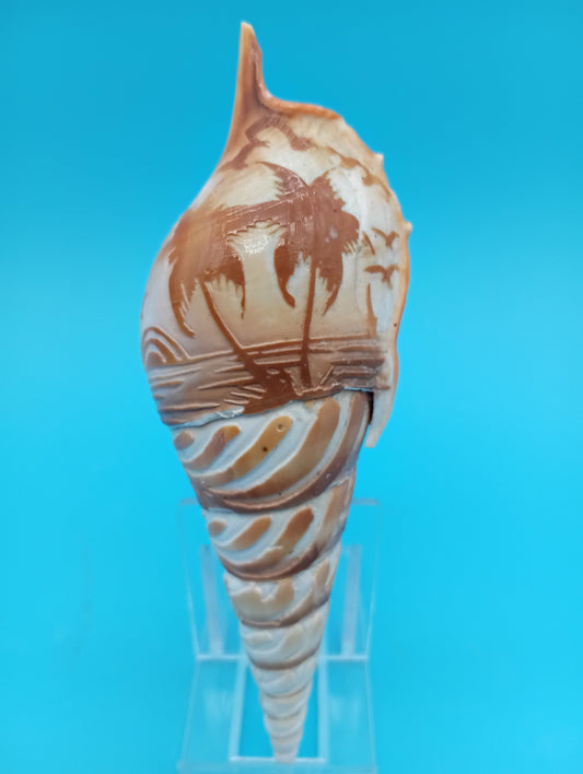 Carved Tibia Shell with Palm Tree Scene – 5.3"