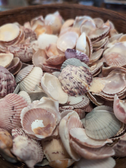 Baby Beach Collected Scallops Shells