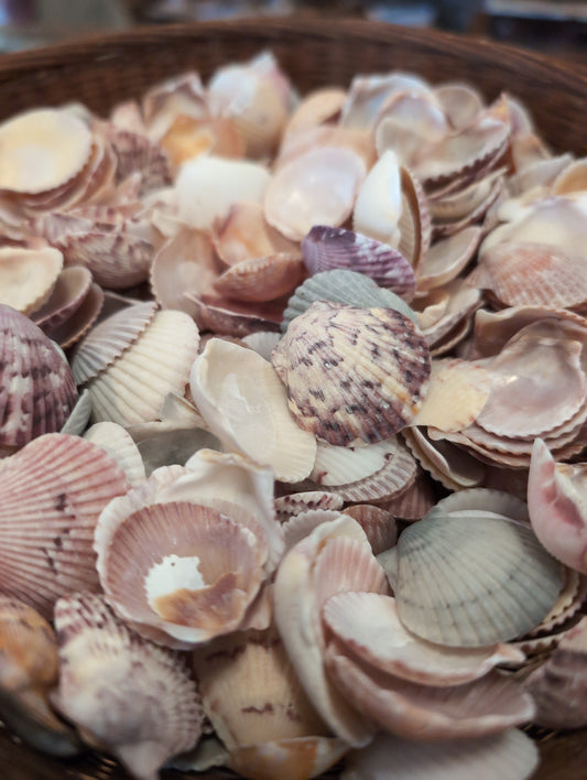 Baby Beach Collected Scallops Shells