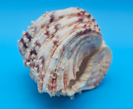 Textured Bear Paw Shell 5.6" Hippopus hippopus with Intact Knobs and Bold Natural Pattern