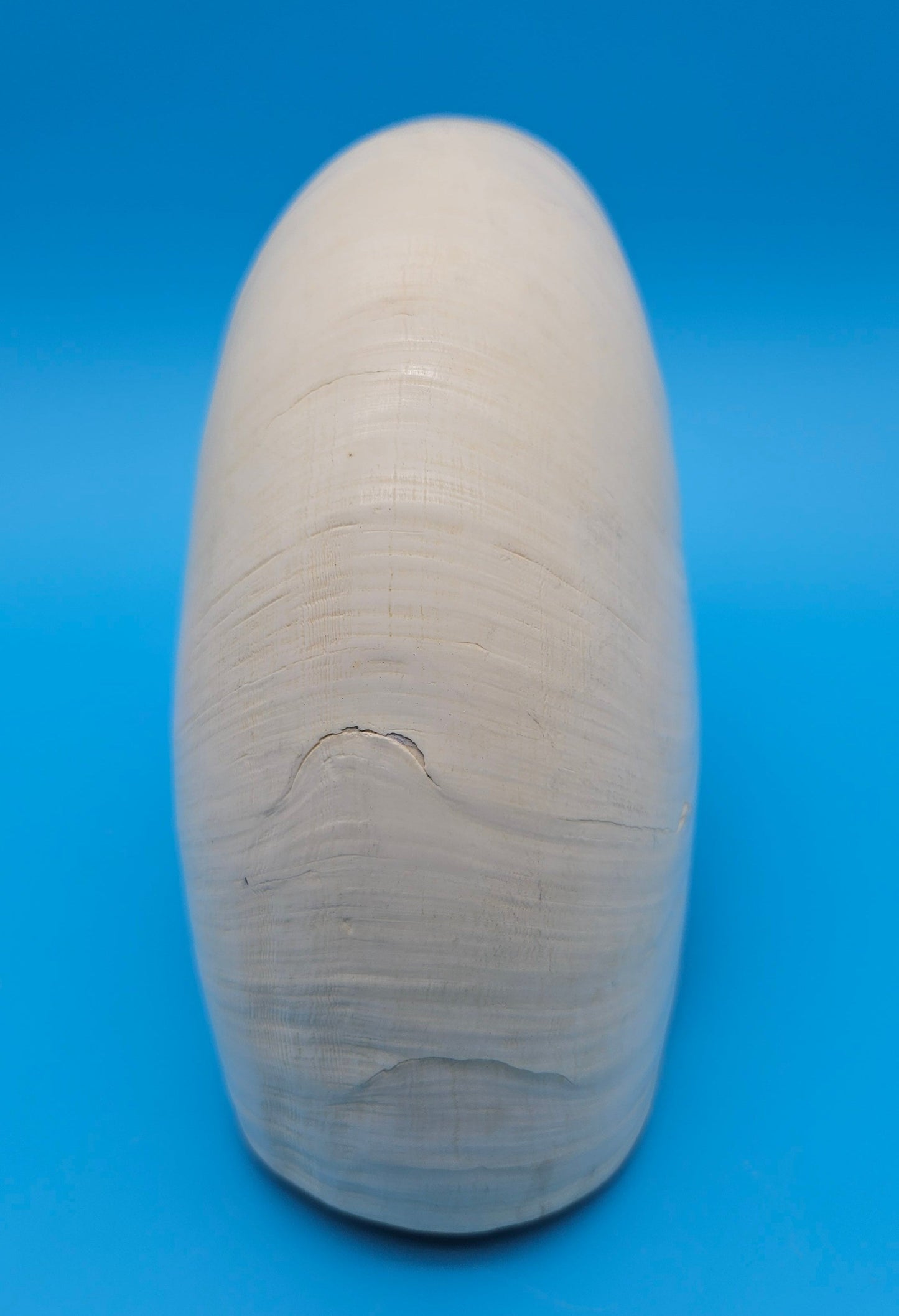 Tiger Nautilus Display Shell – 7.3"
