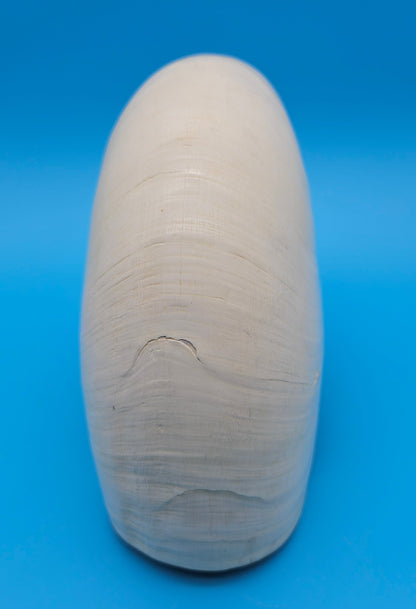 Tiger Nautilus Display Shell – 7.3"