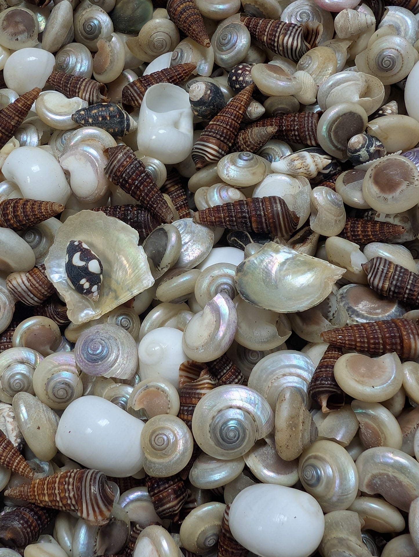 Speciality Small Mix Shells -Pearl Umboniums, Brown Auger, Natica Moon & more